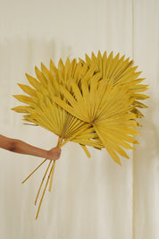 Sun Spear Dried Flower