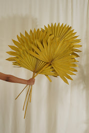 Sun Spear Dried Flower