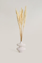 Foxtail Pampas - White